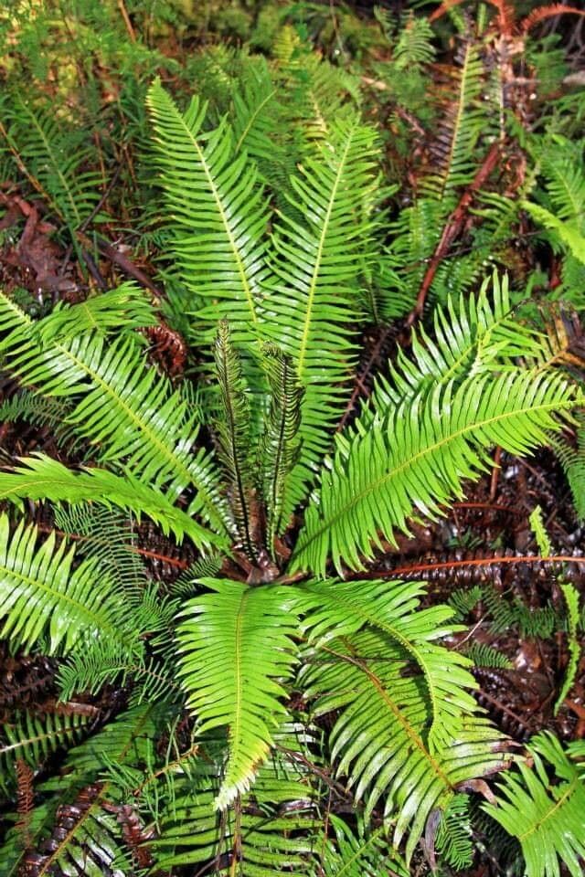 Blechnum nudum — houseplant care guide