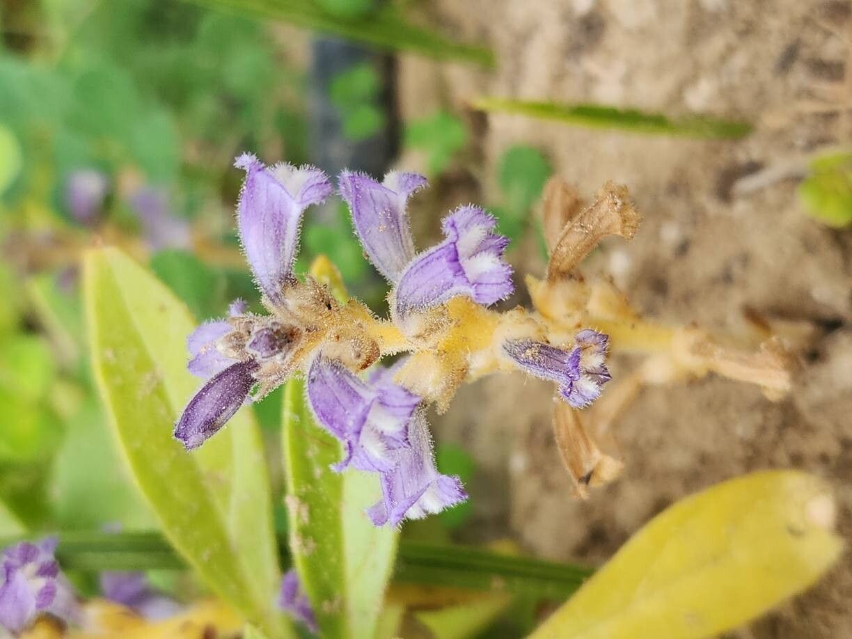 Orobanche aegyptiaca — related species from the same genus