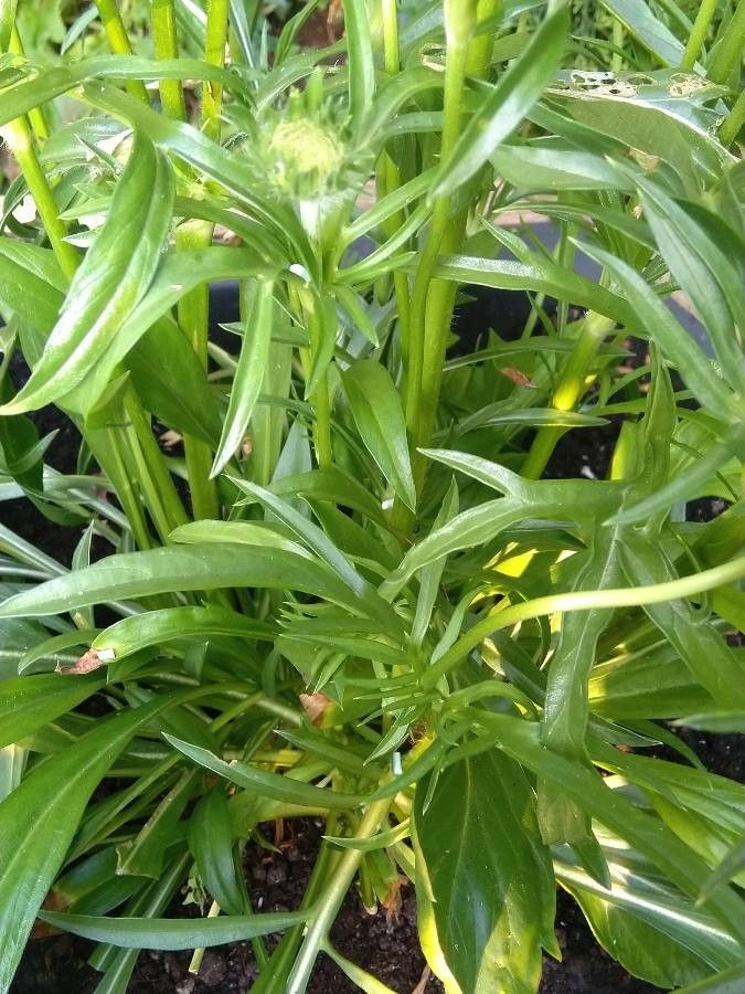 Scabiosa caucasica — search result for 'northern Iran'