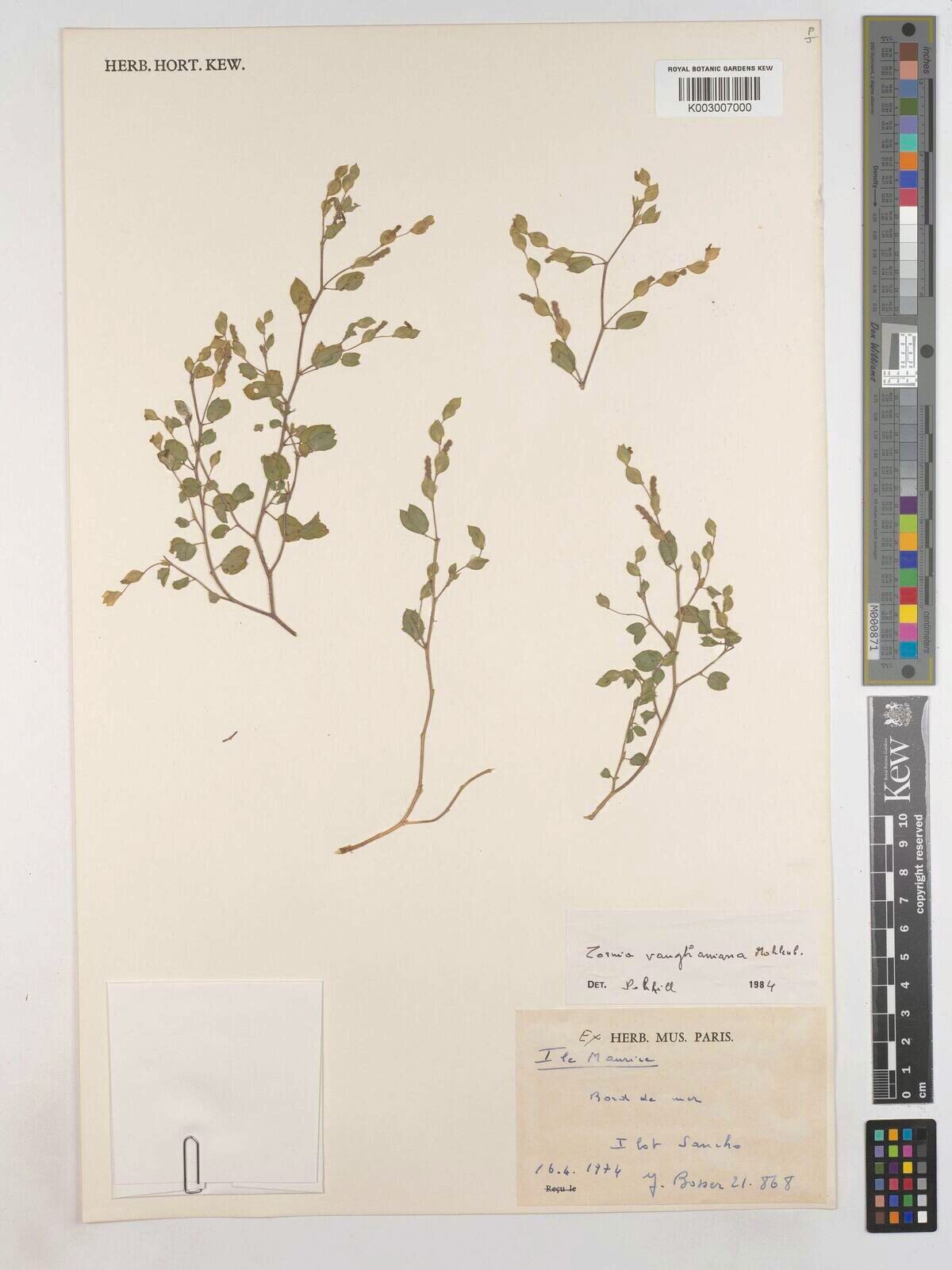 Zornia vaughaniana — houseplant care guide