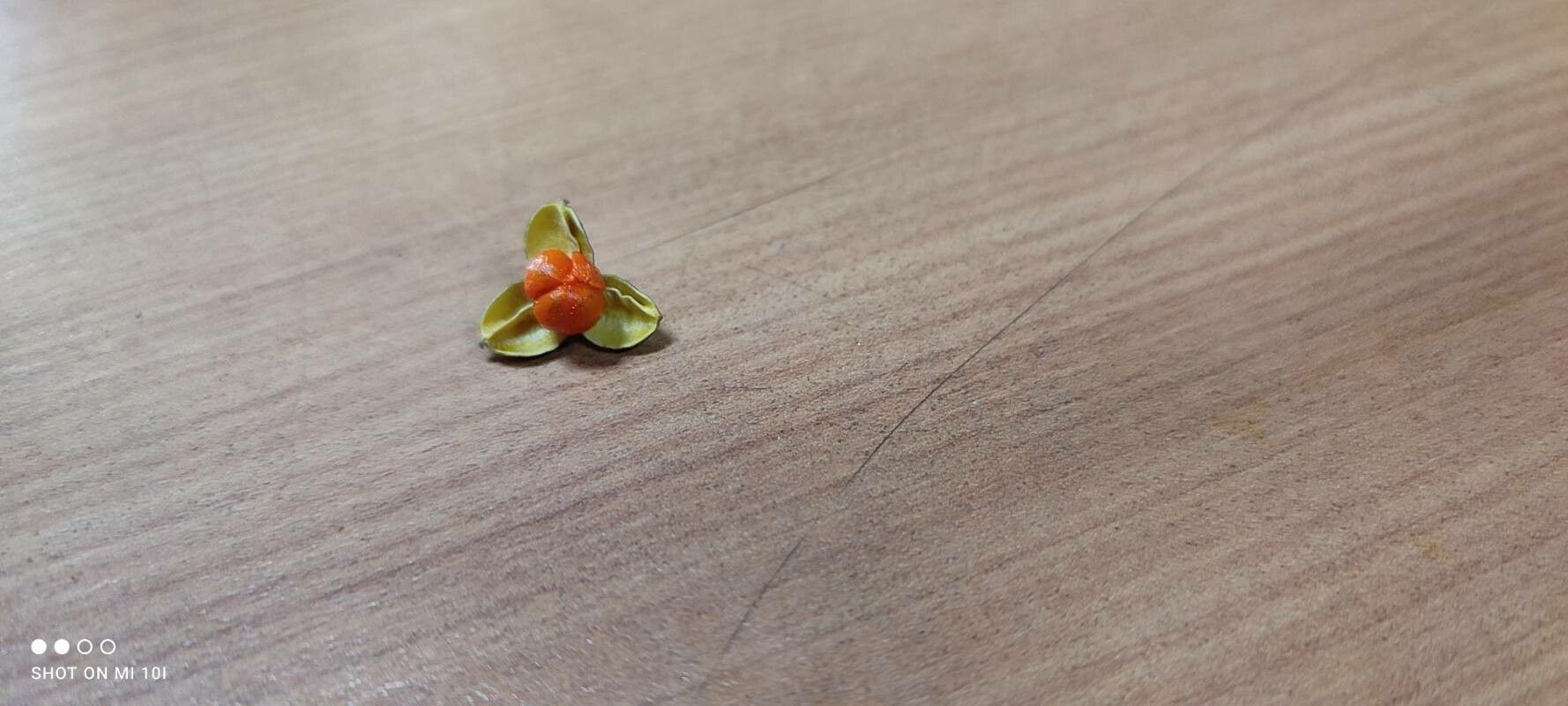 Celastrus paniculatus fruit