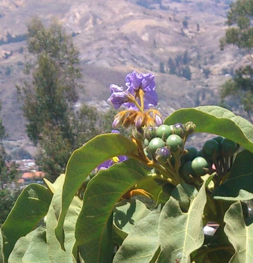Solanum asperolanatum — houseplant care guide