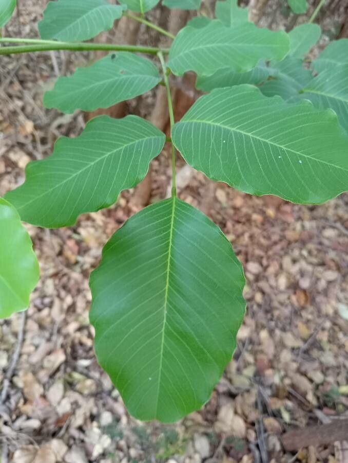 Khaya grandifoliola — search result for 'Togo'