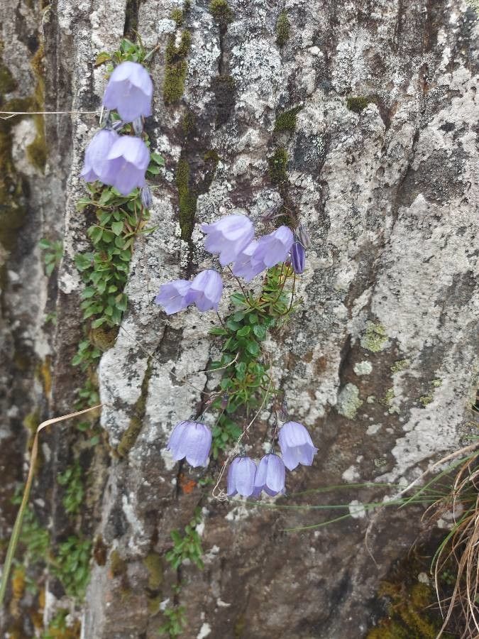 Campanula cochleariifolia flower