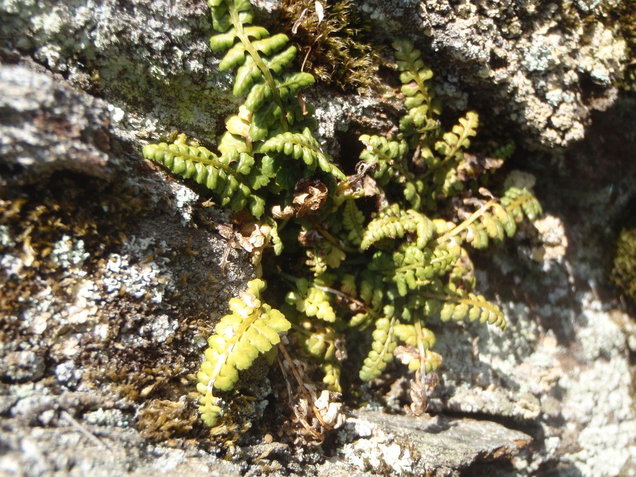 Asplenium foreziense flower