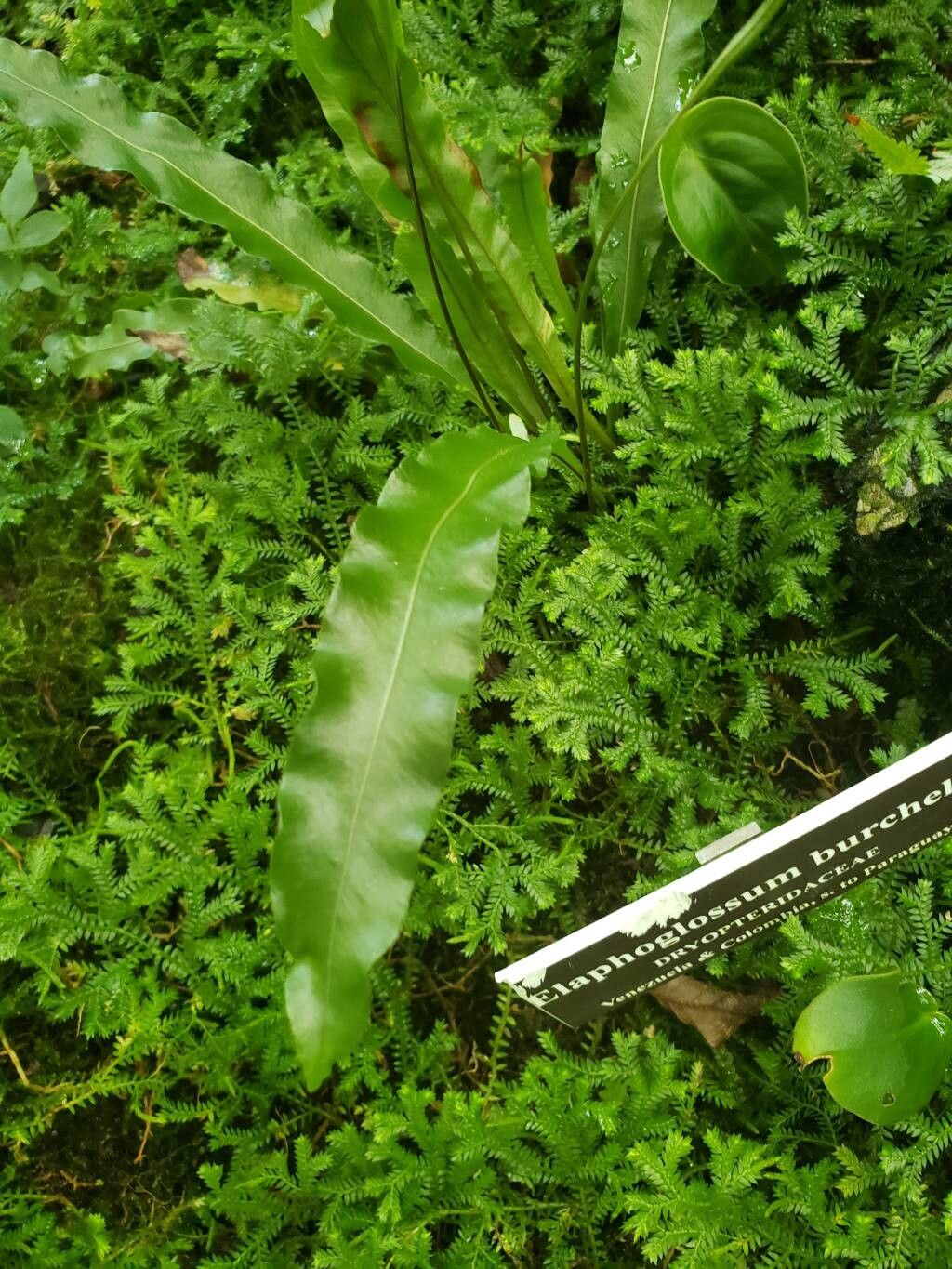 Elaphoglossum burchellii — houseplant care guide