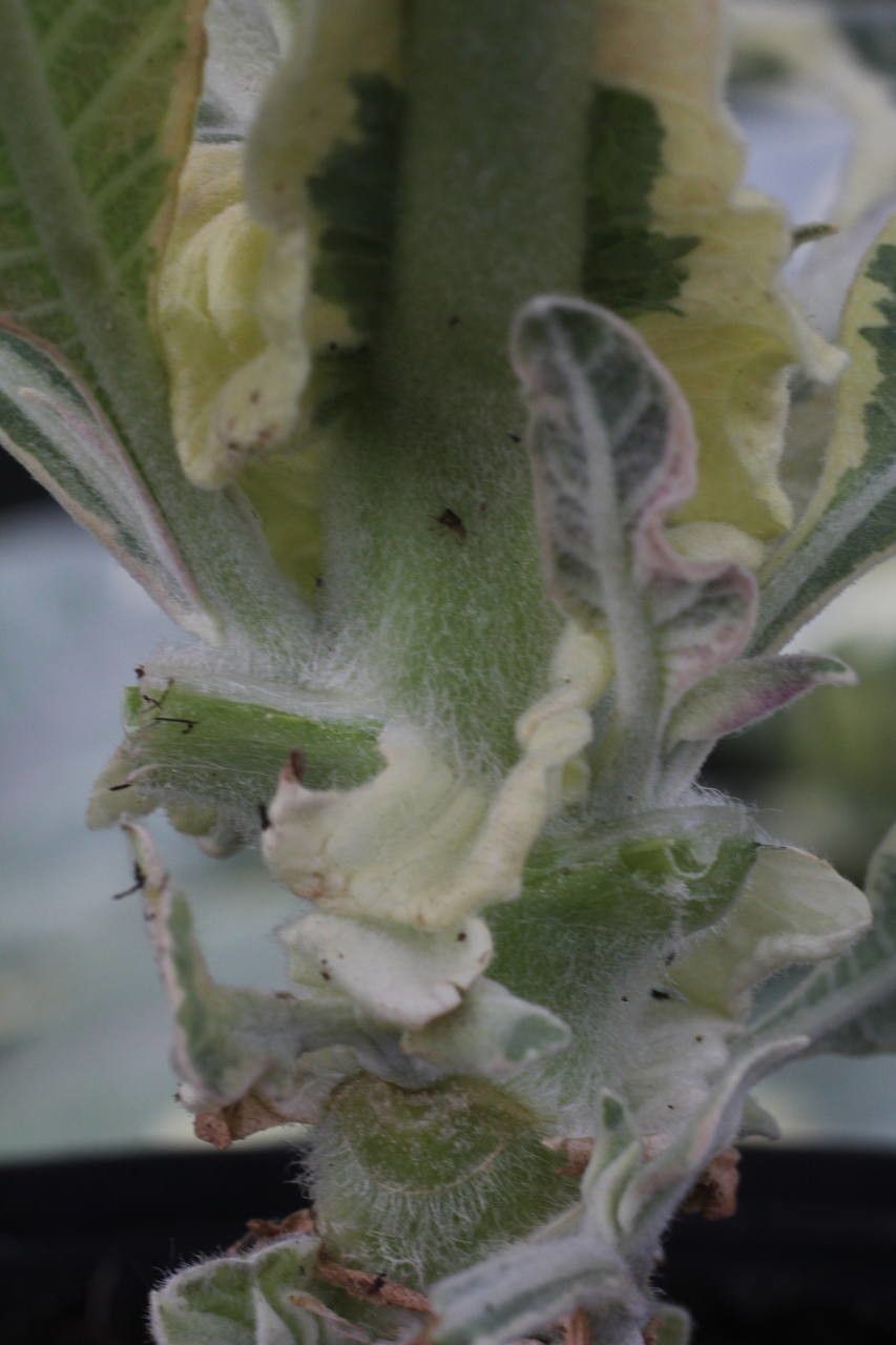 Nicotiana tomentosa flower