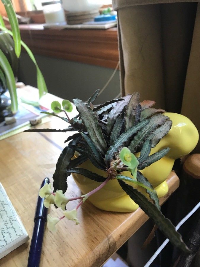 Euphorbia francoisii flower