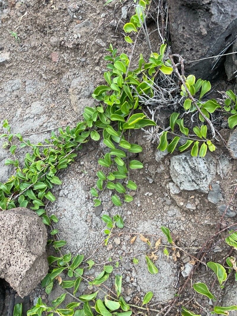 Jacquemontia sandwicensis leaf