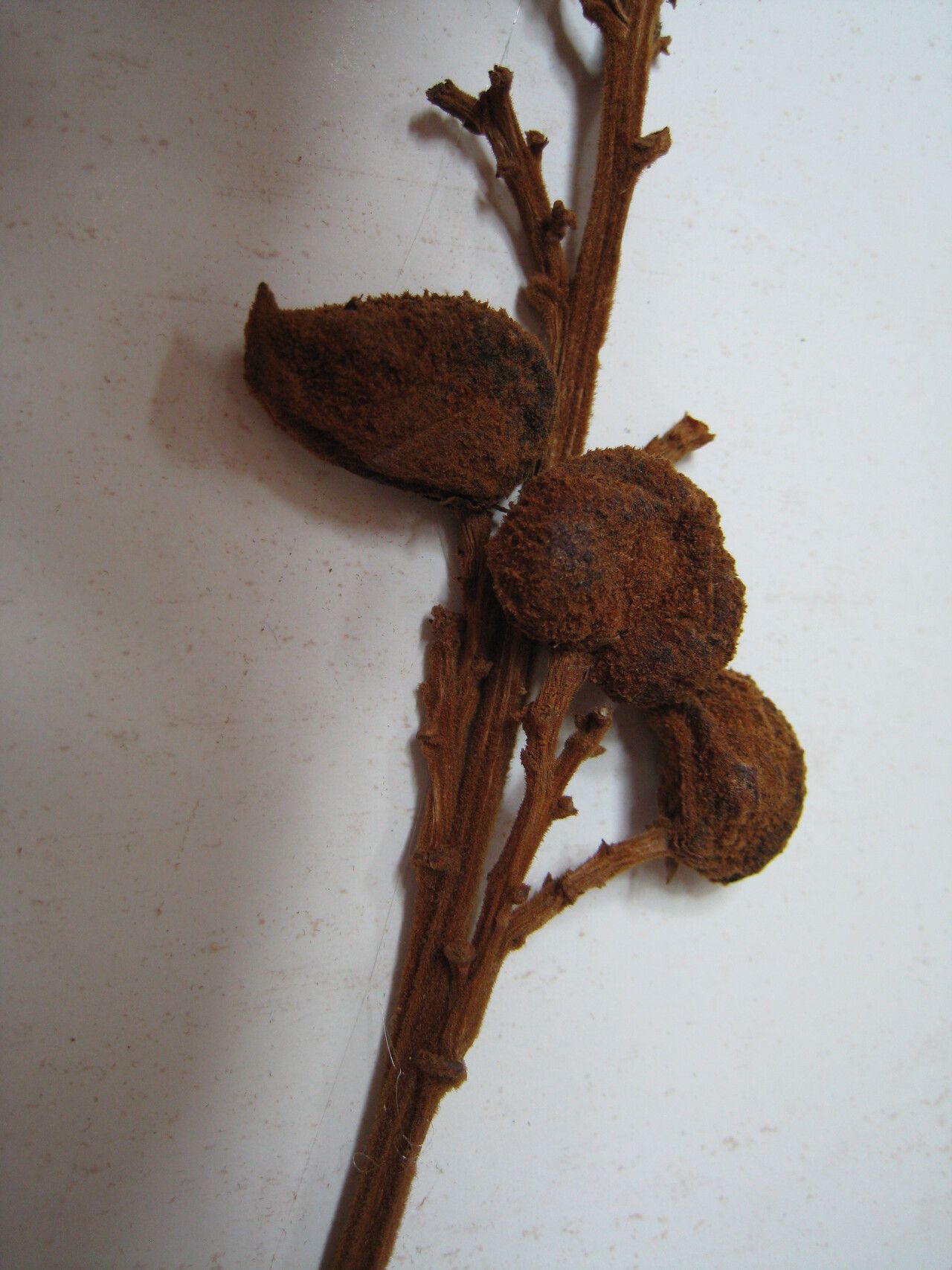 Protium calendulinum other