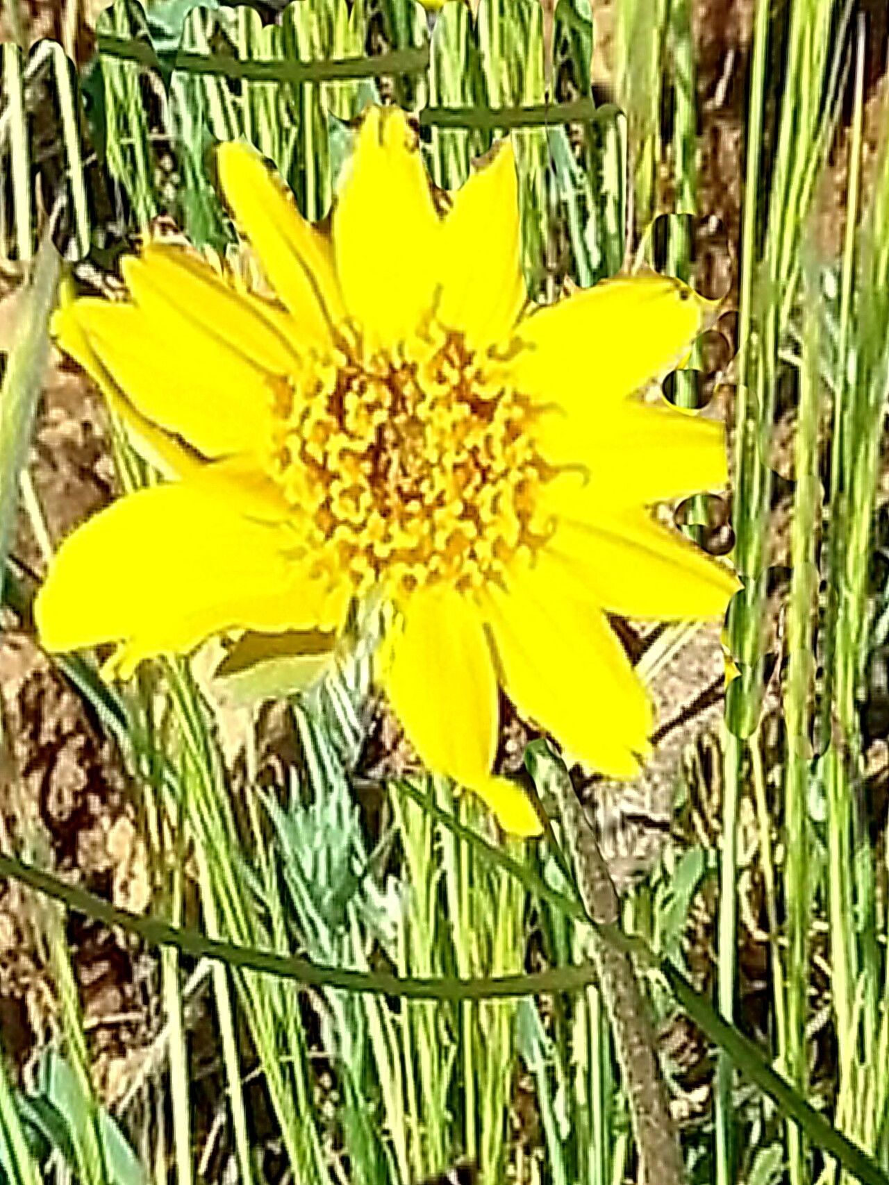 Balsamorhiza macrolepis — related species from the same genus