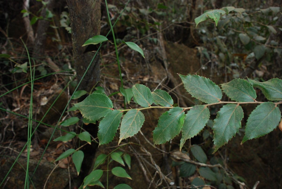 Xylosma capillipes — search result for 'Xylosma'