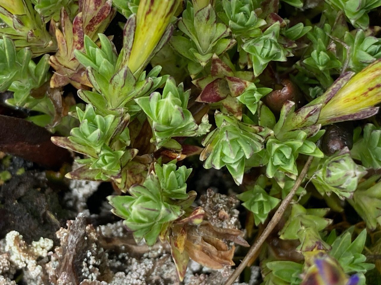 Gentiana sedifolia leaf