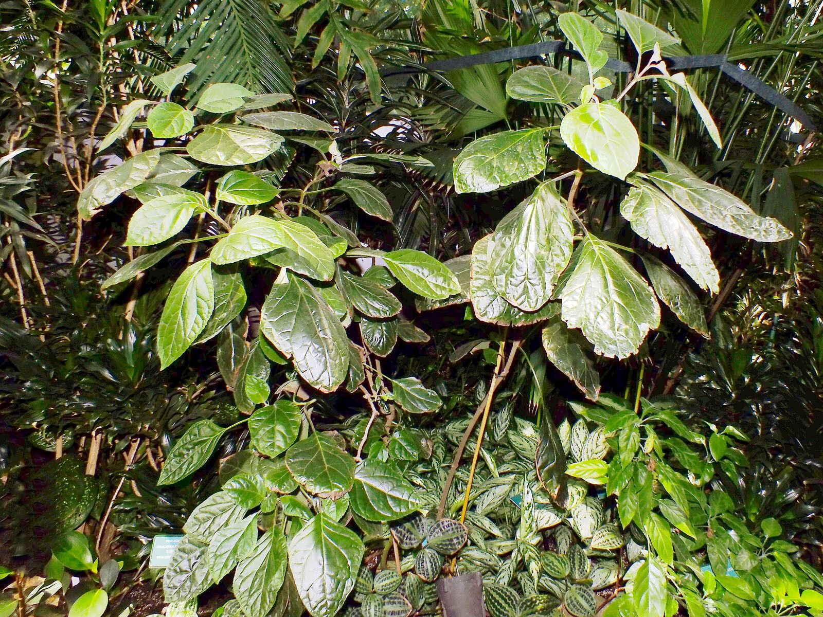 Bartlettina sordida habit