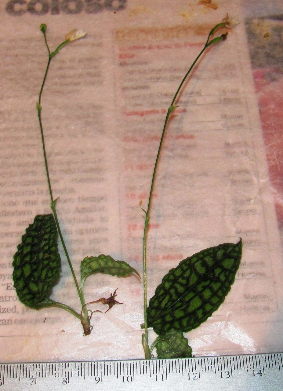 Cranichis reticulata — related species from the same genus