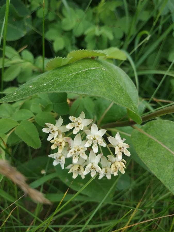 Asclepias ovalifolia — search result for 'Asclepias'