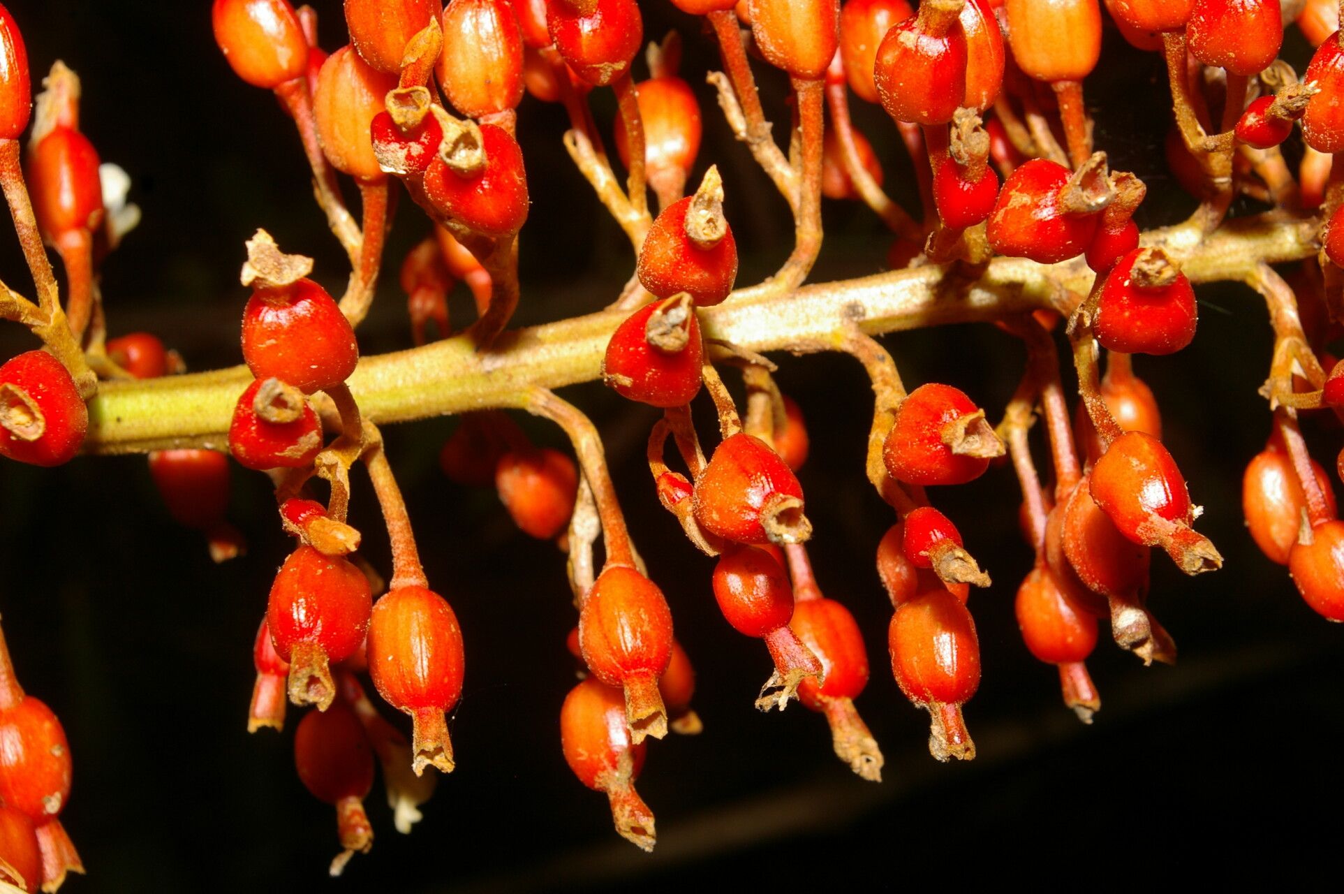 Renealmia mexicana flower