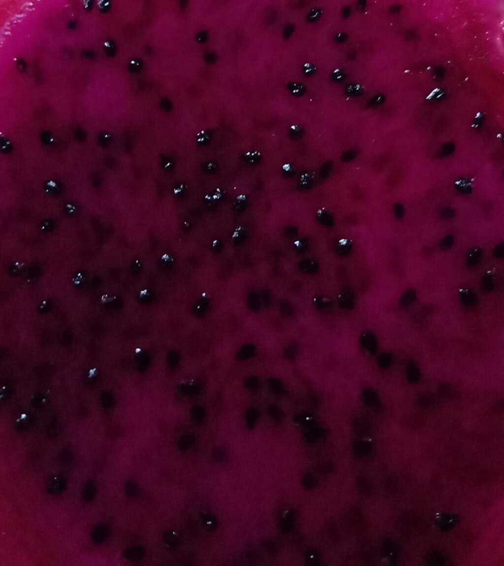 Hylocereus costaricensis fruit