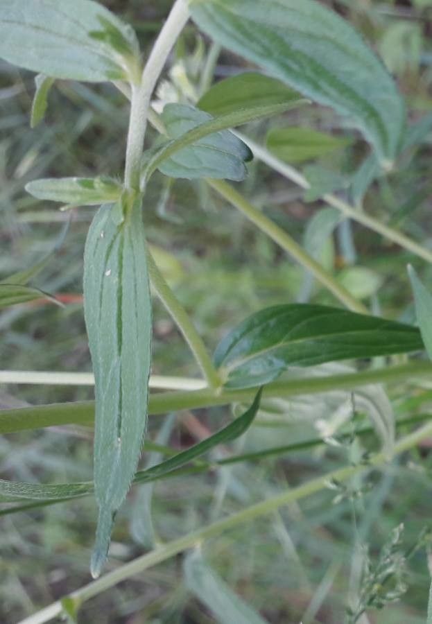 Lithospermum officinale leaf
