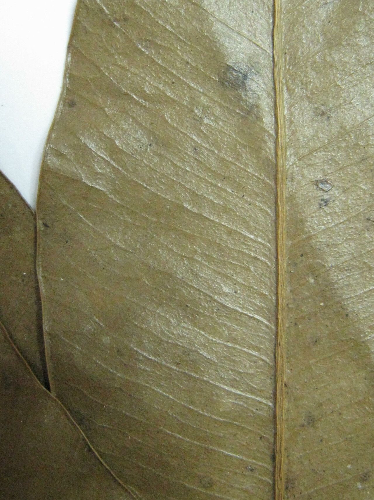 Aspidosperma spruceanum — search result for 'Peru to Bolivia'