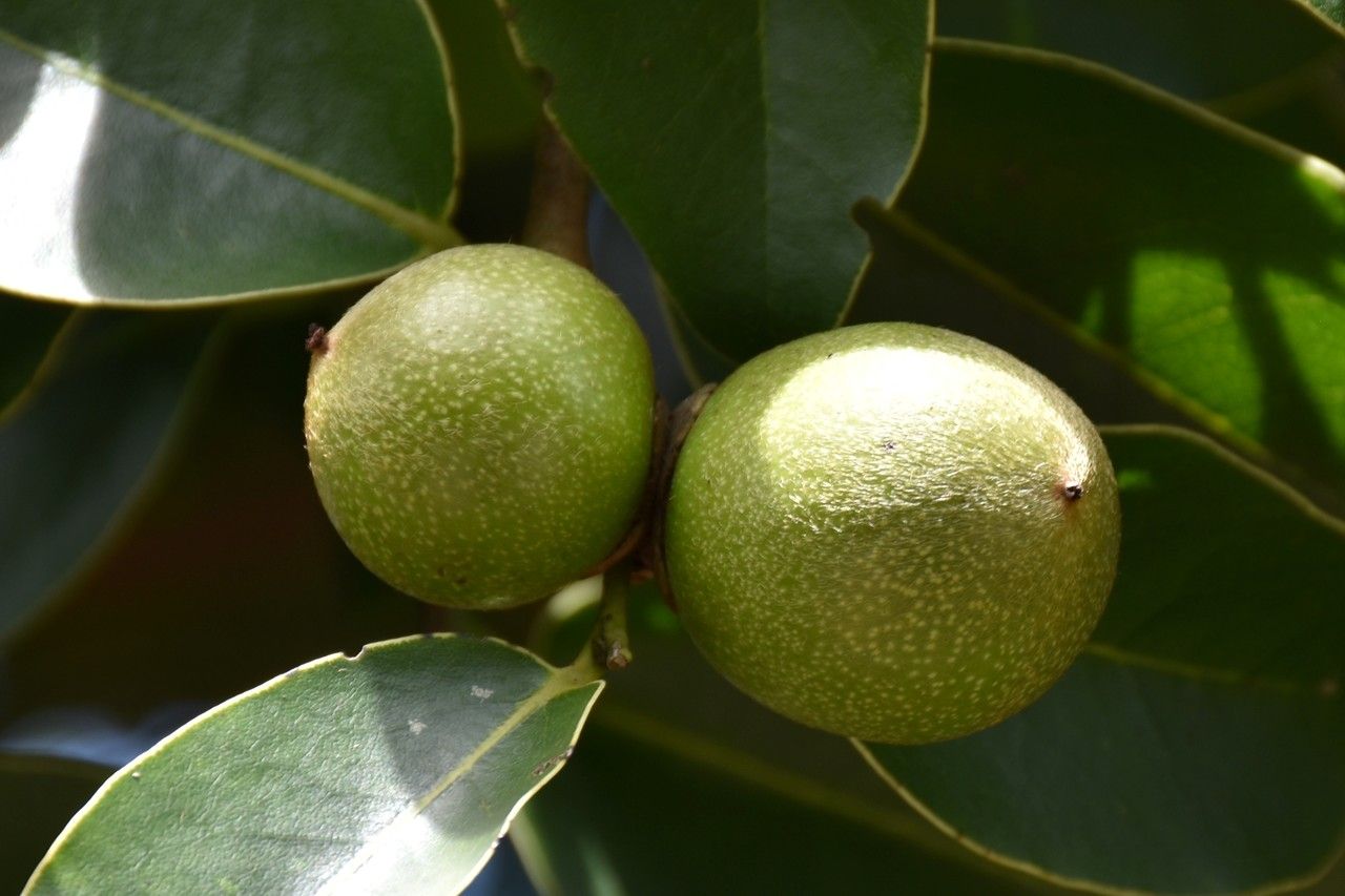 Diospyros tessellaria fruit