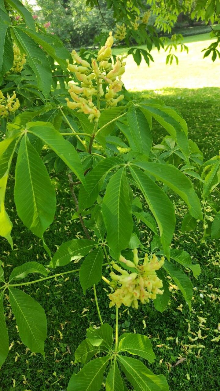 Aesculus flava flower