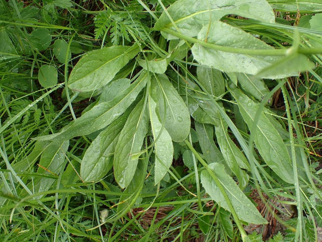 Crepis pontana — search result for 'Crepis'