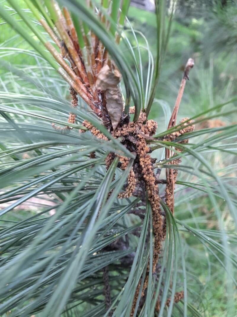 Pinus devoniana flower