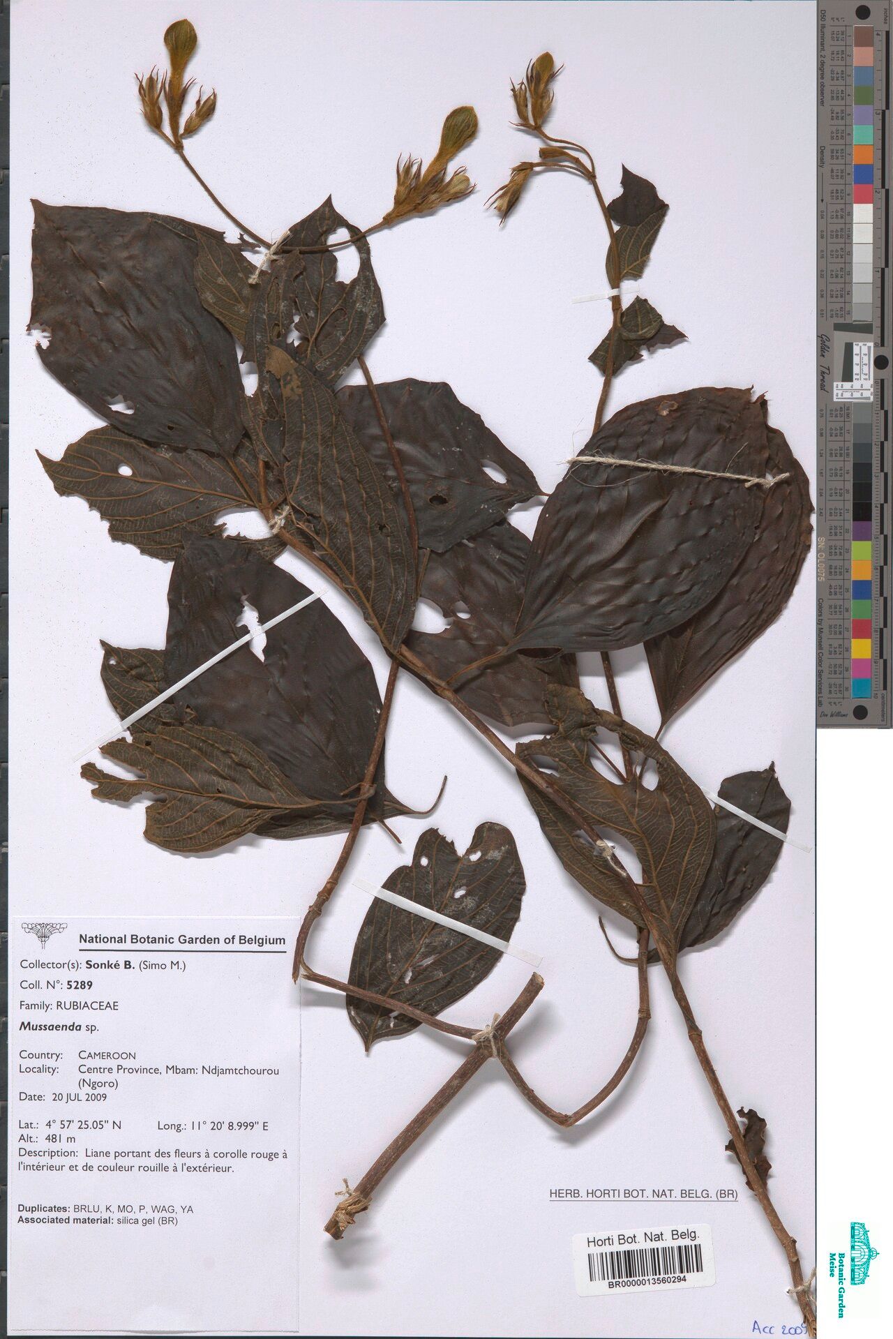 Mussaenda zenkeri — search result for 'Mussaenda'