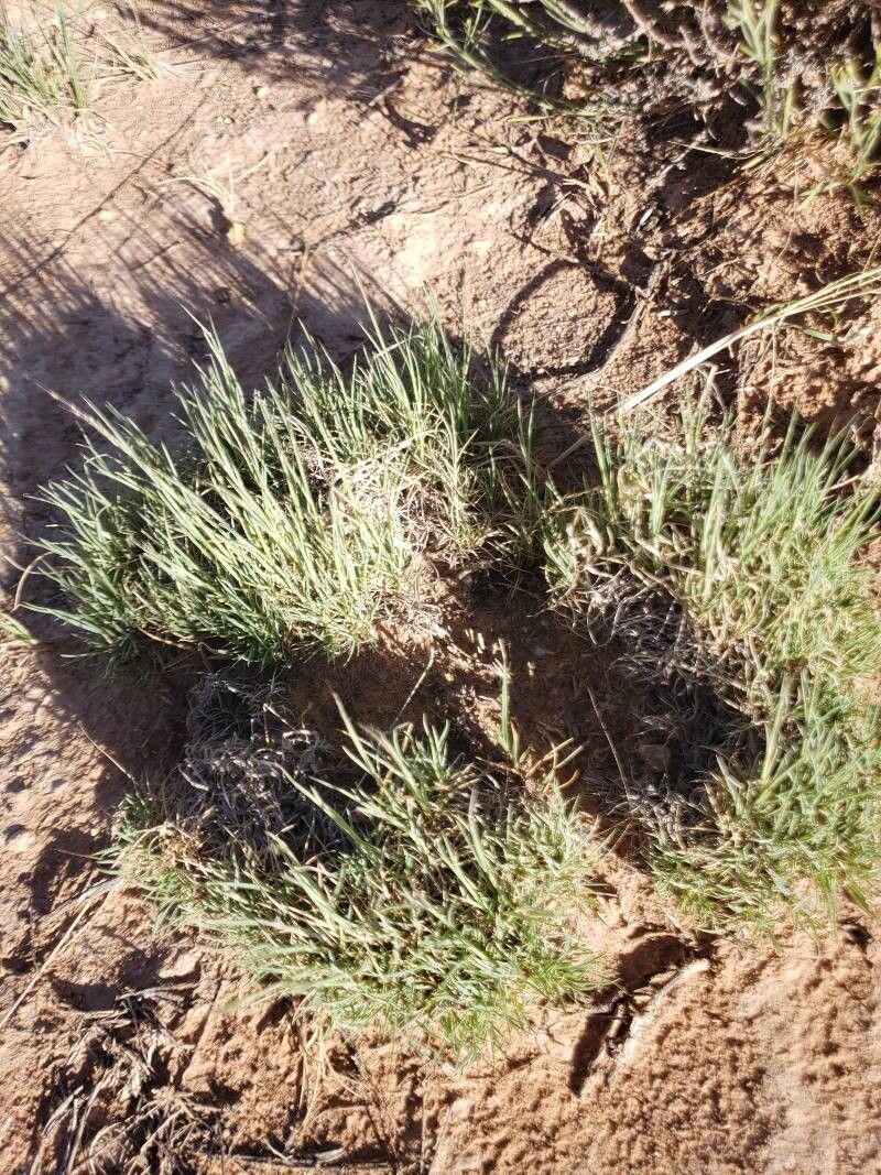 Muhlenbergia torreyi — houseplant care guide