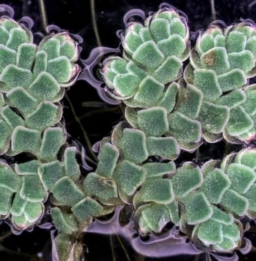 Azolla rubra — houseplant care guide
