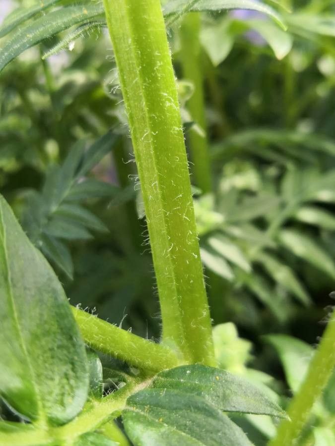 Polemonium caeruleum bark