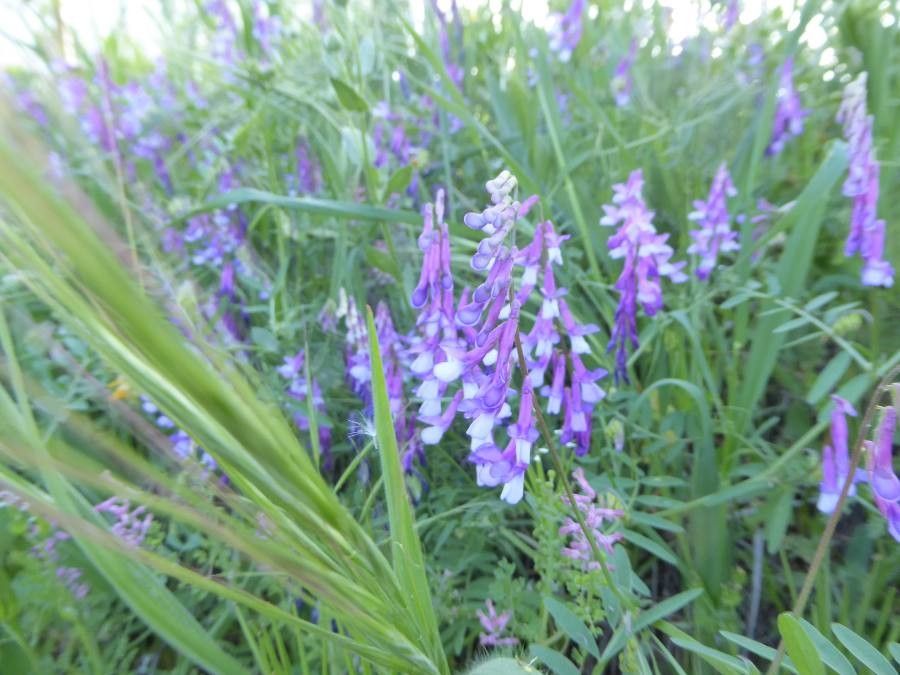 Lens culinaris flower