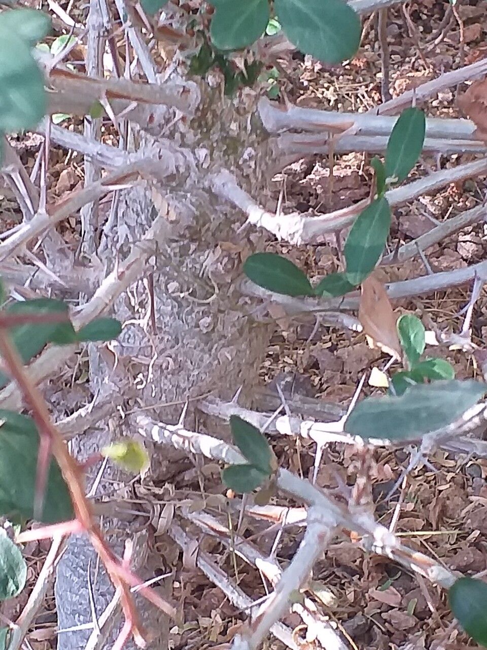Fouquieria columnaris bark
