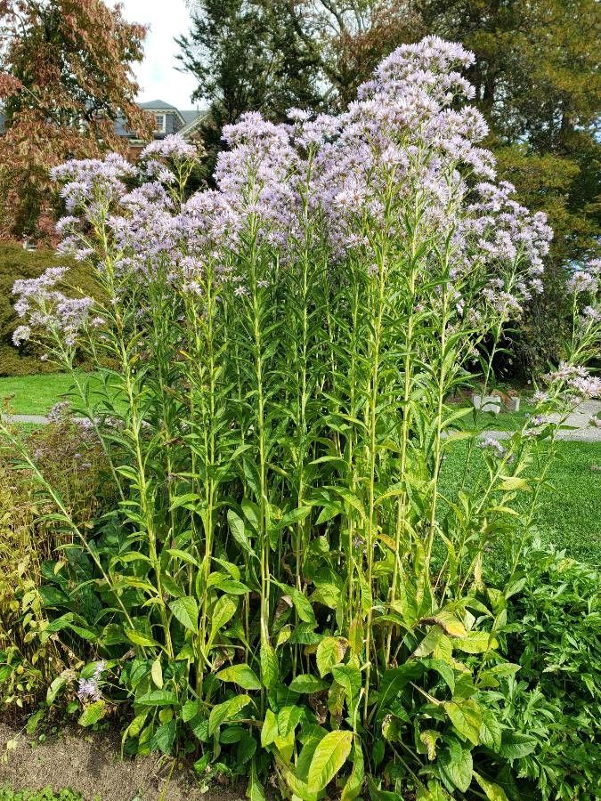 Aster tataricus habit