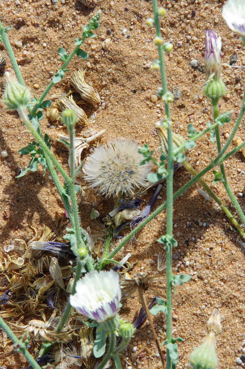 Picris asplenioides fruit