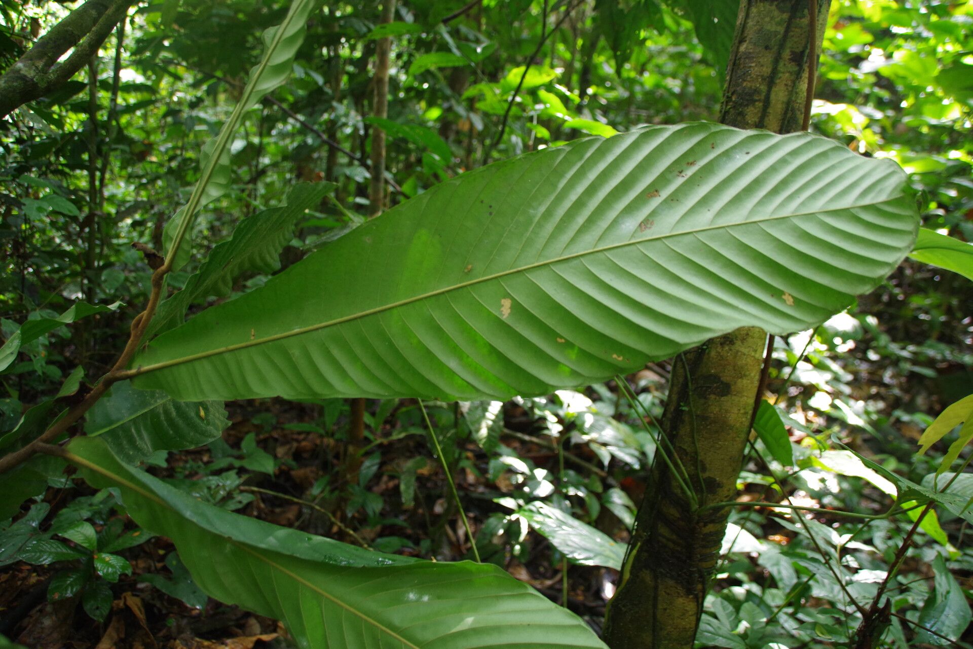 Uvariodendron calophyllum leaf