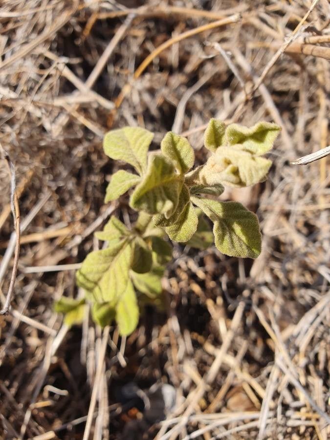 Lannea triphylla — search result for 'Lannea'