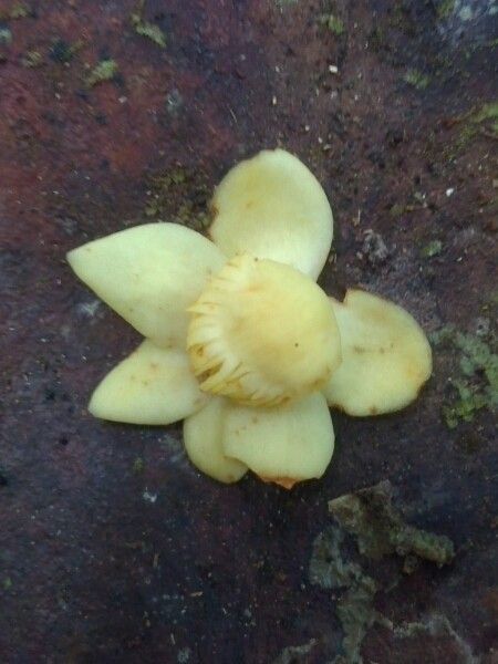 Eschweilera parviflora flower