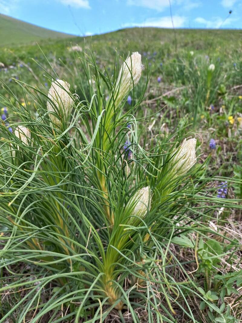 Asphodeline taurica — related species from the same genus