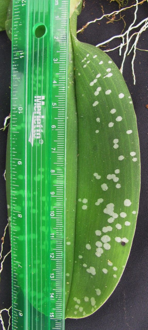 Maxillaria reichenheimiana — houseplant care guide