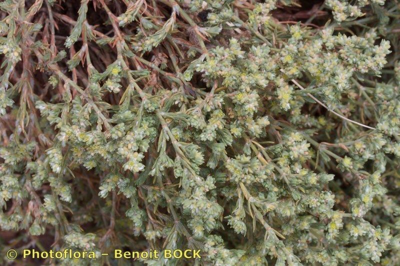 Paronychia illecebroides bark