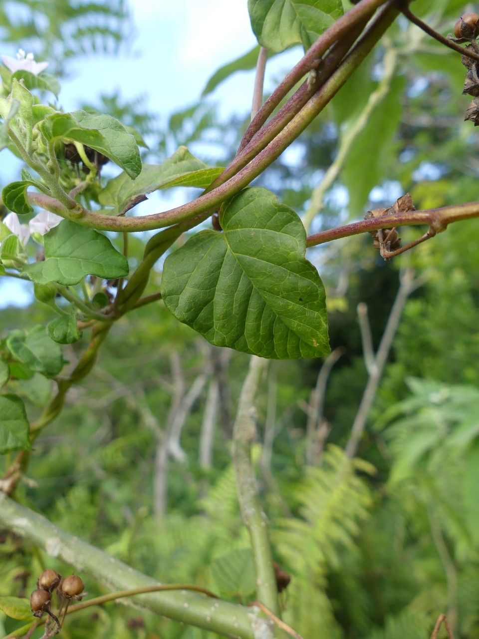 Jacquemontia paniculata leaf