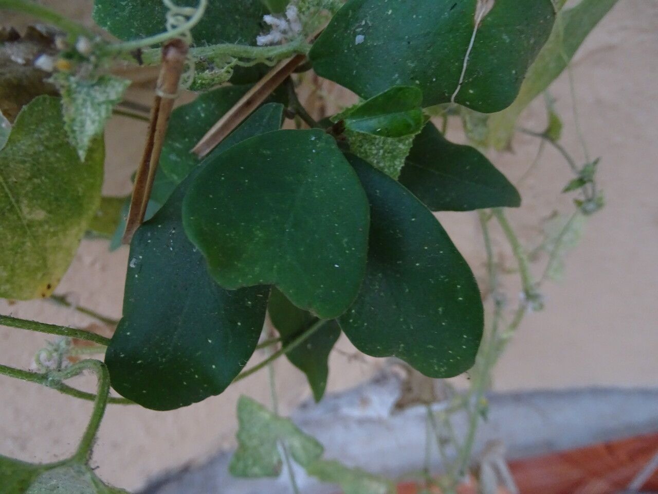 Tacazzea apiculata — search result for 'Melastomataceae'