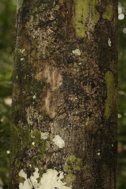 Eschweilera collina — houseplant care guide