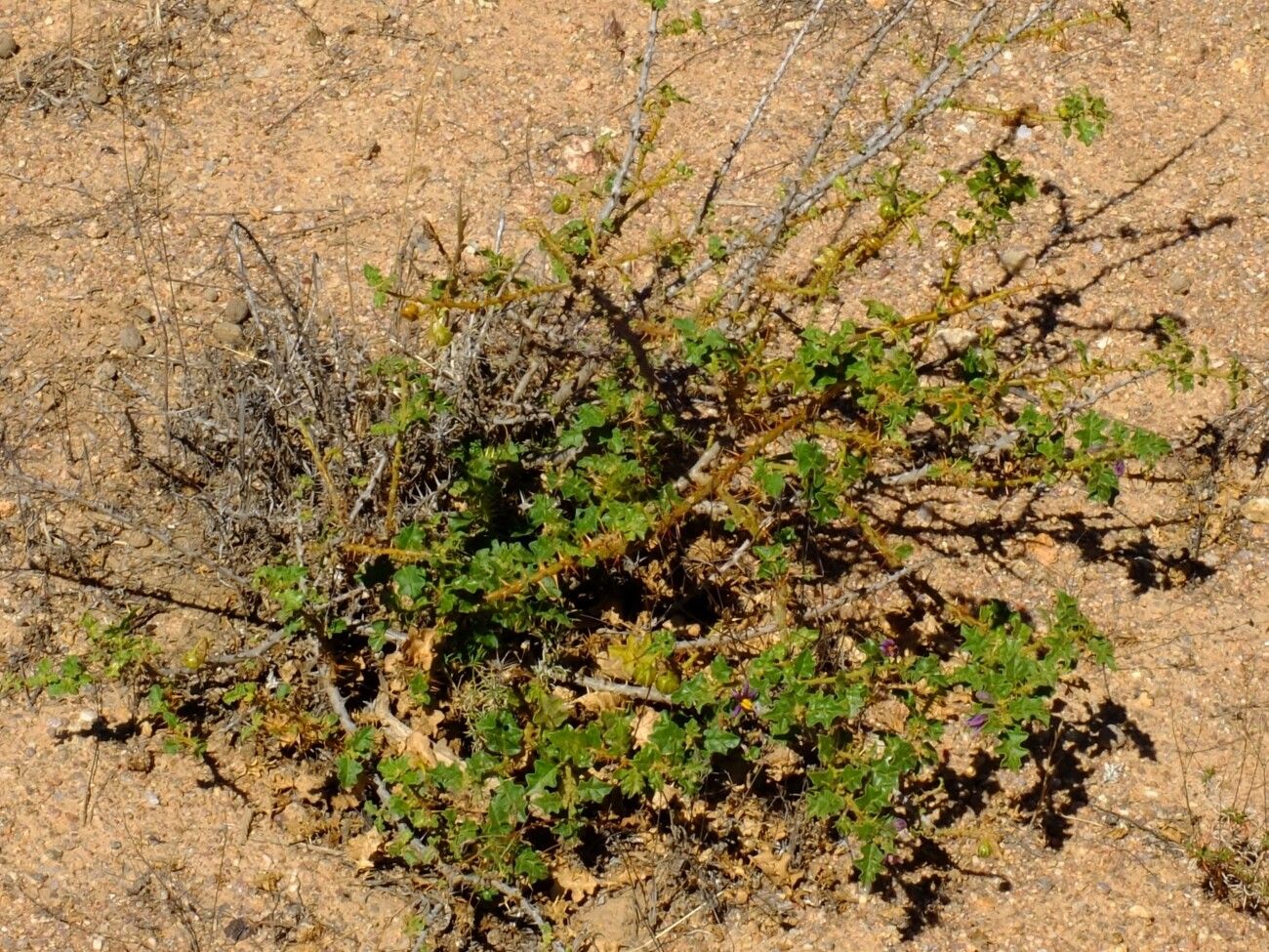 Solanum humile habit
