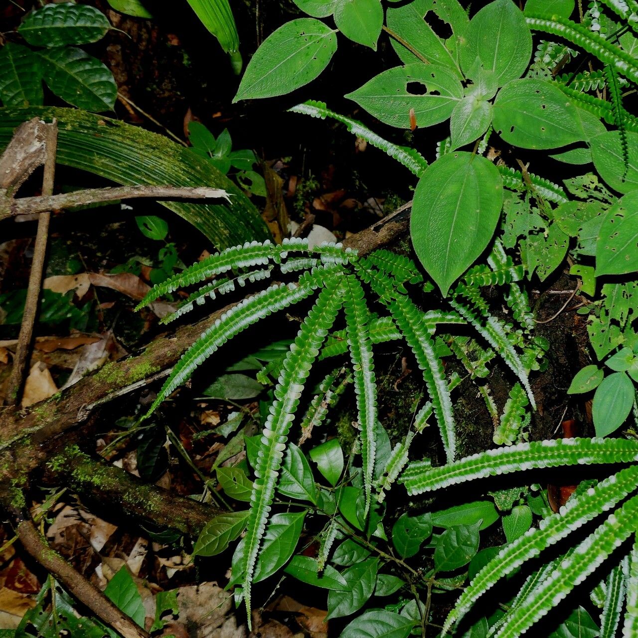 Lindsaea guianensis habit