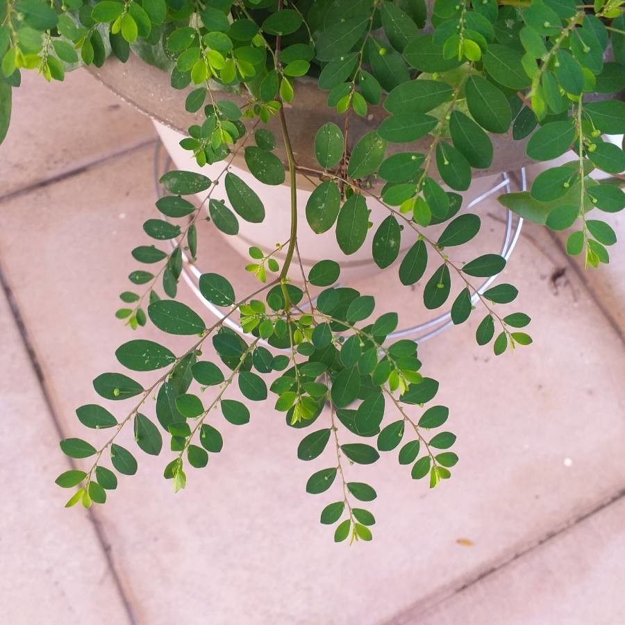 Moringa arborea