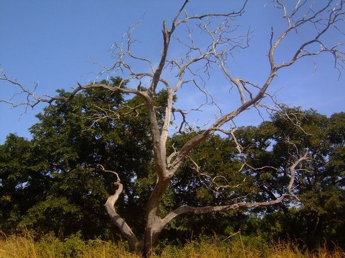 Prosopis africana habit