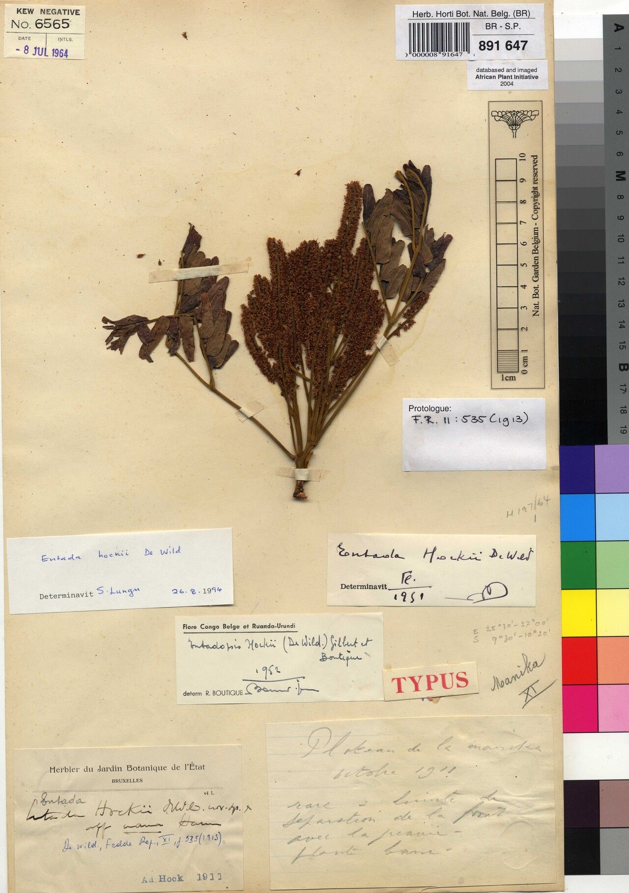 Entada hockii — search result for 'Entada'